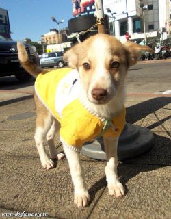 Help Stray Dogs tweet media