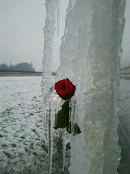 avanceroses's tweet photo. Avance roses on ice!! http://t.co/I35InSai