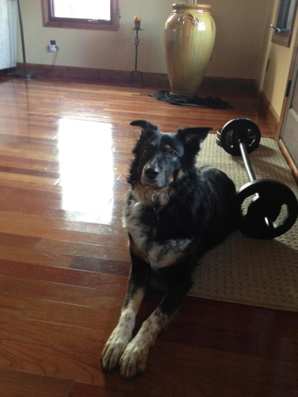 motomathis's tweet photo. Begging for treats. Not today my puppy. Papa can't walk to the pantry. Ask momma. http://t.co/Sl7fKT7y