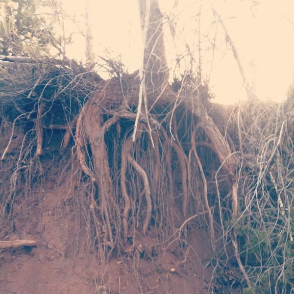 nicolebrookssss's tweet image. Playing mountain man today, and saw this cool tree. So I took a picture...and now I'm sharing it with you. #cooltree