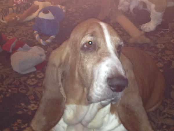 2hounddogs's tweet photo. @BethStern hi Beth I have never tweeted before here is a picture of our baby Tootles.  She is 8 years old. http://t.co/gp3aeICp