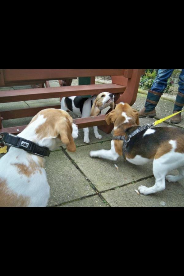 new forest beagles