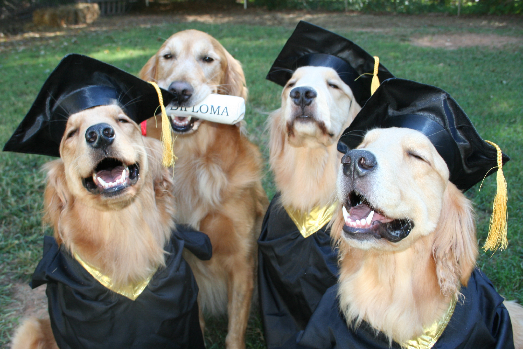 graduation dog