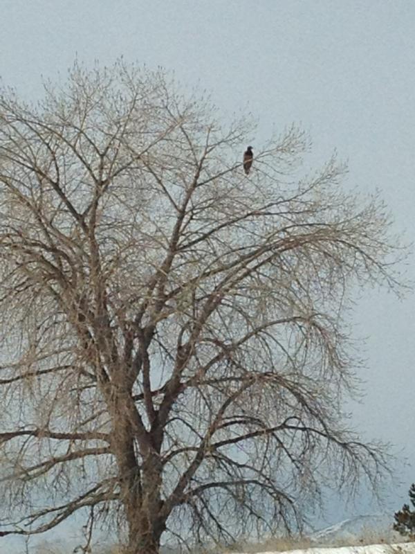 BocoRanger's tweet image. Imm. Bald Eagle north of Lagerman Res.  Two matures just a little too far for phone camera.  They are a daily sight!