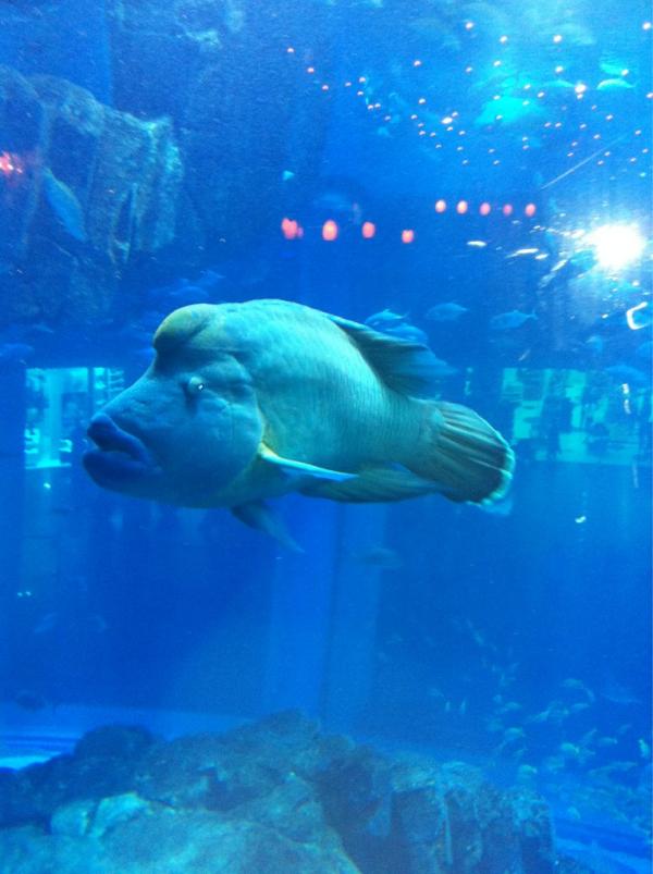 anthonelmers's tweet image. Lekker gezwommen