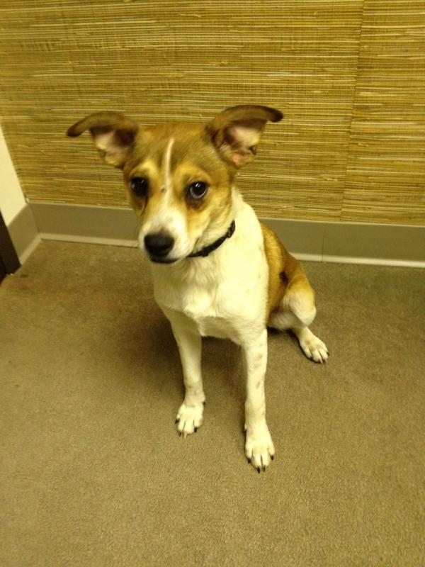I had a canine visitor at the office today.