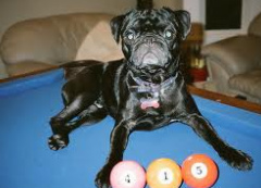 MurdockDick's tweet photo. even my dog is a OG http://t.co/AvXcRmbN