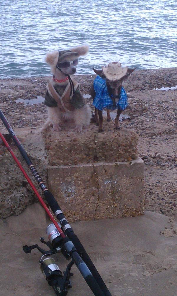 tilirin's tweet image. Fishing at spi #fish #beach # doglovers #dogs #fishing