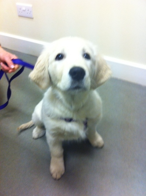 CGvets's tweet photo. Saffron-Golden Retriever puppy that was in this morning, how cute is she?! http://t.co/Td75tk14