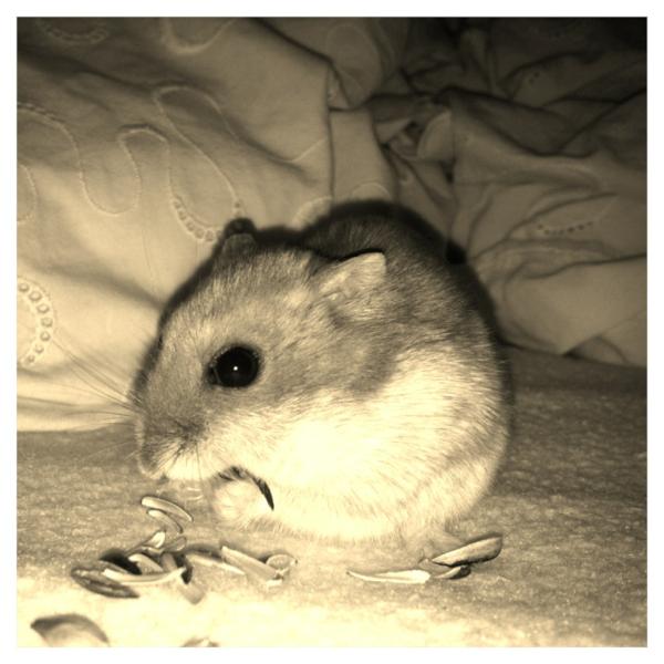 JCKleyn's tweet photo. @JessieH_ Dit is mijn baby aapje!!!!! :D http://t.co/1CinkeXy
