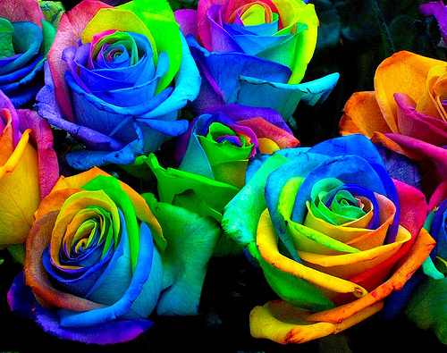 SunCityPride's tweet photo. RAINBOW ROSES - From EPSCP to ALL of YOU! HAPPY VALENTINE'S DAY! Be Proud, Have Pride!! :-) http://t.co/aID47IDQ