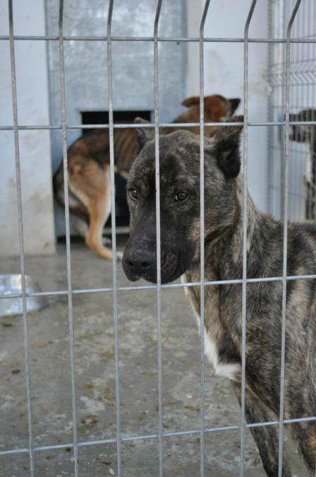 Animales Rioja tweet media