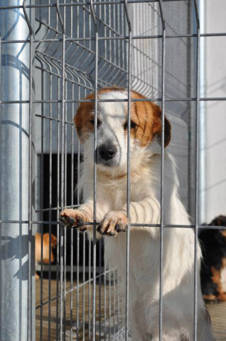 Animales Rioja tweet media