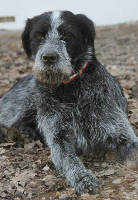 Animales Rioja tweet media