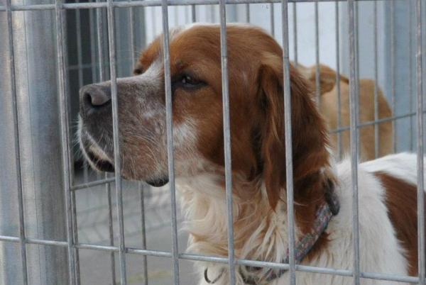 Animales Rioja tweet media