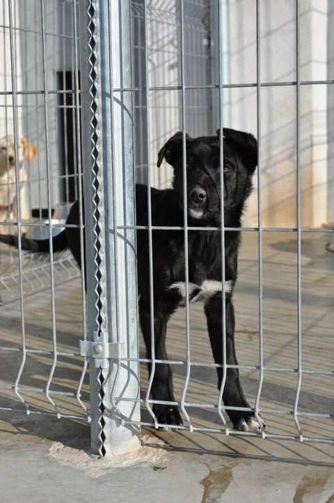 Animales Rioja tweet media