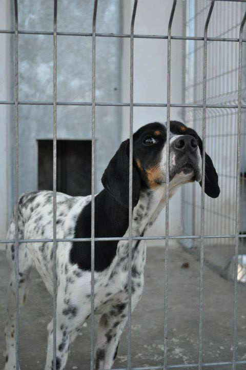 Animales Rioja tweet media