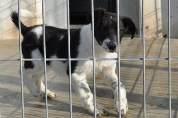 Animales Rioja tweet media