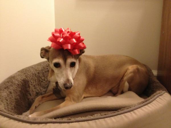 Happy Valentine's Day! Love, Bella