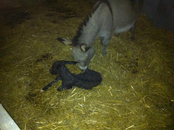 Speelhoeve's tweet photo. Jaaaa! "Ons" mini ezel veulen is geboren!!! Kan niet anders dan een "liefdevolle naam" krijgen!!! Net 15 min oud!!! http://t.co/3I2w2jcw