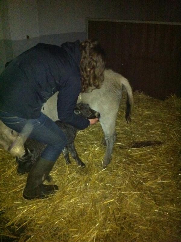 Speelhoeve's tweet photo. Na anderhalf uur toch even helpen met drinken... Of "moederen" we nu te veel... We gaan nu slapen, wekker zetten! :-) http://t.co/fHM7NanE