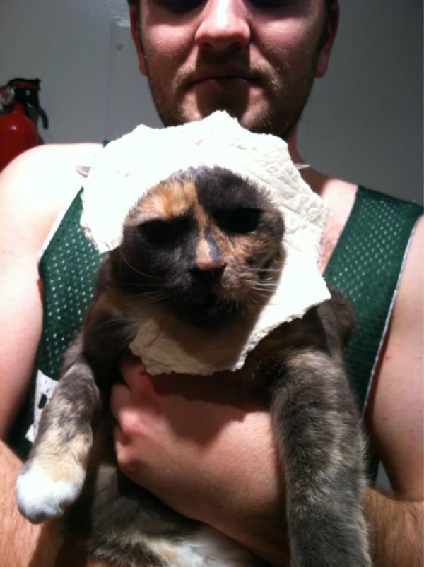 DaKCanz's tweet photo. @DieselDeal Cat breading (or in this case, cat tortilla-ing)... Latest craze http://t.co/y637j6Hf