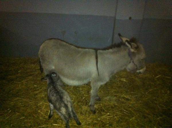 Speelhoeve's tweet photo. Yesss! Ze drinkt zelf! Het is waarschijnlijk een merrie veulen... leuk leuk leuk! #ezel #veulen http://t.co/Mjhe6qew