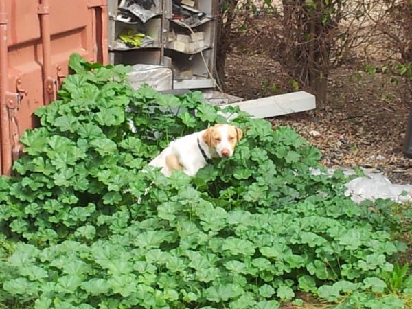VannaRoseV's tweet photo. Yeah, I think my dog is dumb http://t.co/AV34iuTF