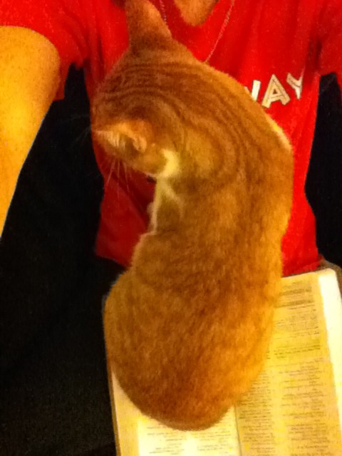 shortshirtshell's tweet image. Apparently Tommy Pickles doesnt want me to read my bible... #devilatwork #hesluckyhescute