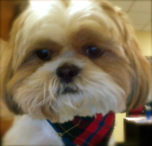 MrWest422's tweet photo. Plaid in or out?! @Fashion_critic_ @e_FashionPolice #NYFW http://t.co/1pbqBYVg
