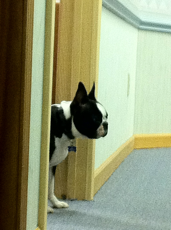 sporadic tweeters, yes we are. but we post more dog pics than any other manufacturer. monty is visiting today.