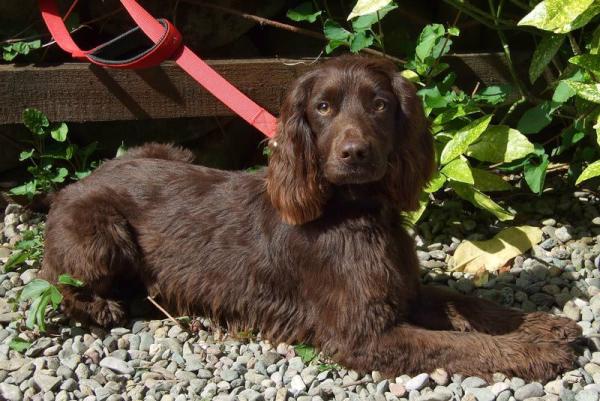 Cocoa a brown working cocker spaniel gone missing in Forres last week.Poss stolen. Anyone seen her? tel: 07808063523
