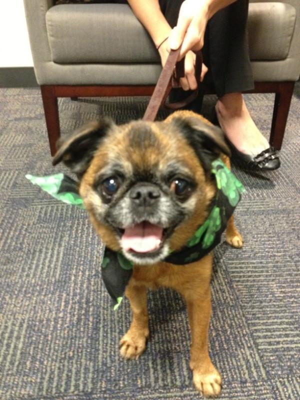 tmack01's tweet image. Look for Ernie in our news at noon. #nbcsandiego