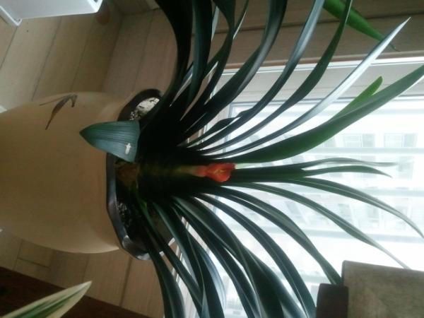 RemyShin's tweet image. 우리집 군자란에 꽃이 피었어요. 커피나무가 잎이 다 떨어져서 속상했는데..그 허전함을 군자란이 채워주네요.