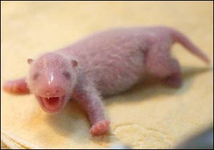 Hammer_Time40's tweet image. @bree_hognmiller tell me this baby panda is cute... #monster #counterexample