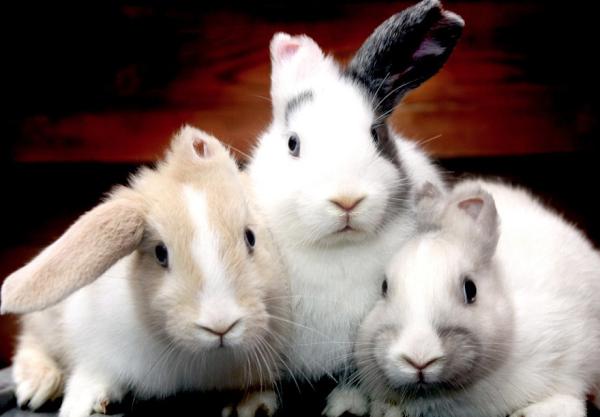 belleandboo's tweet photo. Lovely Sara adopted a rescue bunny (who is sadly missing an ear) & he has been named after our Boo! We're honoured! x http://t.co/F1IcRz19