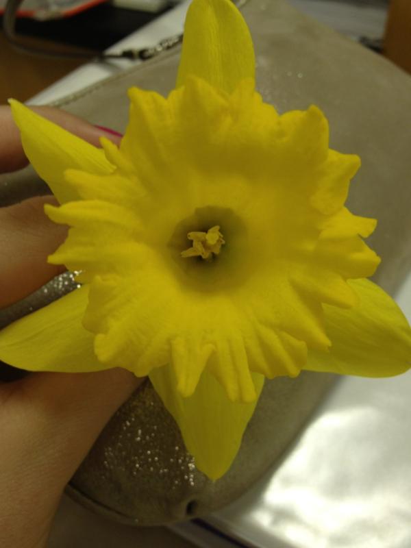 brinalongworth4's tweet image. Easter lily! #almostspringtime