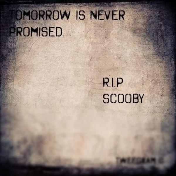 KOMCCOY1's tweet image. @BulletsnMullets  this is so nice! #RIPScooby
