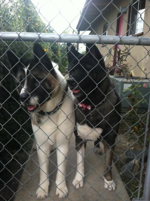 Angus and Koda