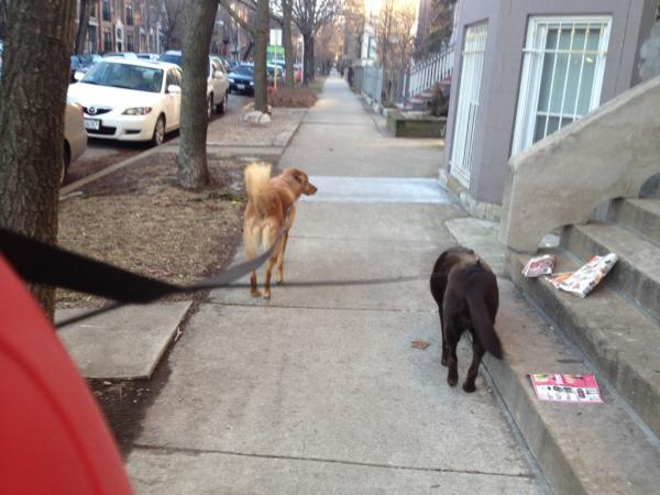 Megmacgu's tweet image. On a walk with my two buds