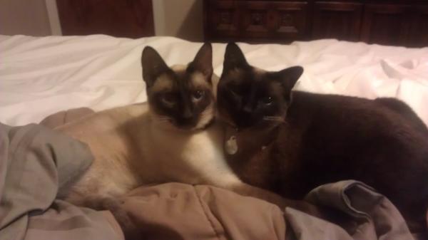 TracyJean_'s tweet photo. Oz & Dyna http://t.co/n0ctm91i