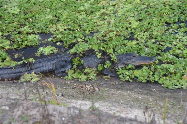 AgritechService's tweet image. The alligators on our South Florida farms were eager to greet us this morning. #WatchOut