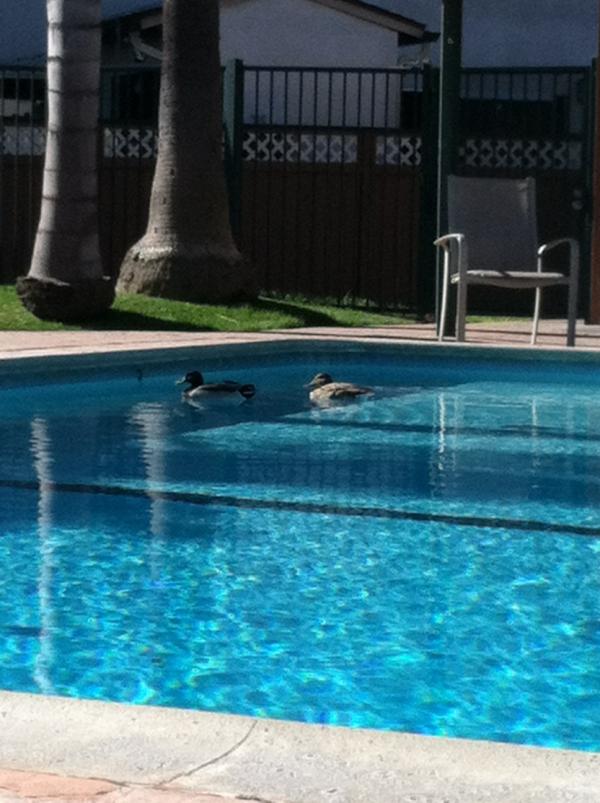 kenleychapman's tweet photo. They're back! Pretty sweet digs for Mr. & Mrs. Duck.... Yep, I named them =D http://t.co/zSiG1Obl