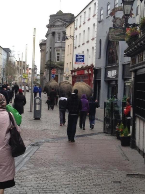 zipyarddeise's tweet photo. This looks so weird, but apparently a few elephants were loose around town today. http://t.co/KBEjxU3n
