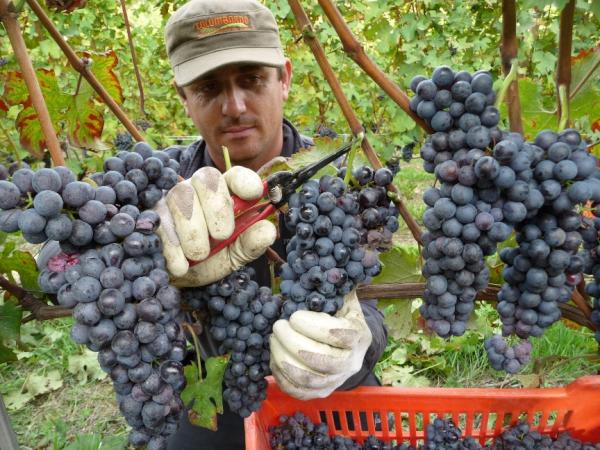 news from Marchesi di Gresy - a new website for our great winery marchesidigresy.com