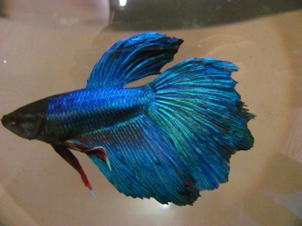 Encontré la raza de mi pez, Betta imbellis