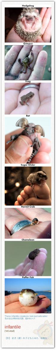 WardGosline9's tweet photo. Hedgehog ハリネズミ、Octopus タコ��Frog カエル、Bat コウモリ、 Suger Glider フクロモモンガ、 Hermit Crabヤドカリ、Chameleonカメレオン、 Puffer Fishフグ http://t.co/4wykFTwe