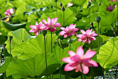 DailyTeaching's tweet image. &quot;When u get there,u will discover urself, like a lotus flower in full bloom,even in a muddy pond,beautiful &amp; strong.”