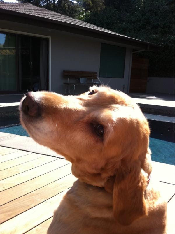 Daniel Henney tweet media