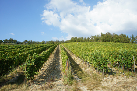 Have you ever tried #Chianti Classico by Poggerino ? check in our website ~ srwine.co.kr/winery_kor/pog… #와인 #wine #italy